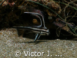 juvenile highhat at crash boat dive site in aguadilla, PU... by Victor J. Lasanta 